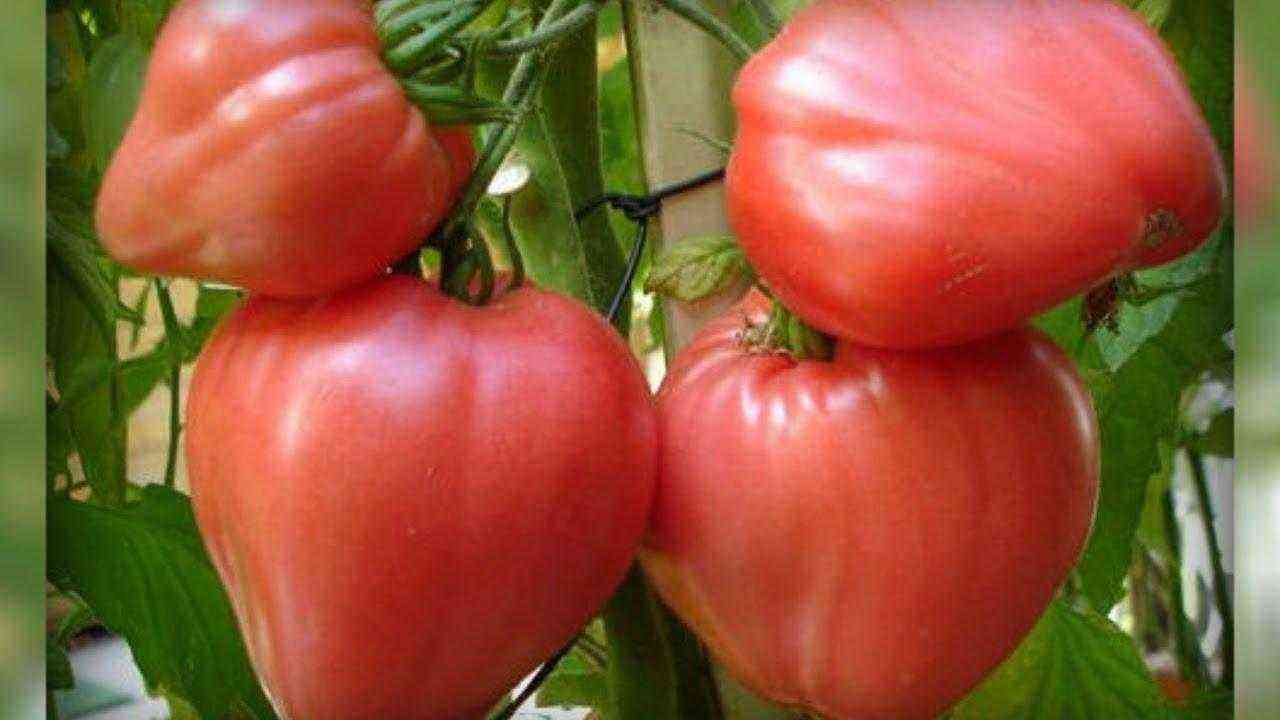 Tomato “Bull’s Heart”: variety description with photo, characteristics