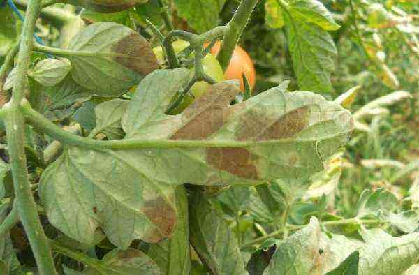 Tomato cladosporiosis: methods of control and preparations