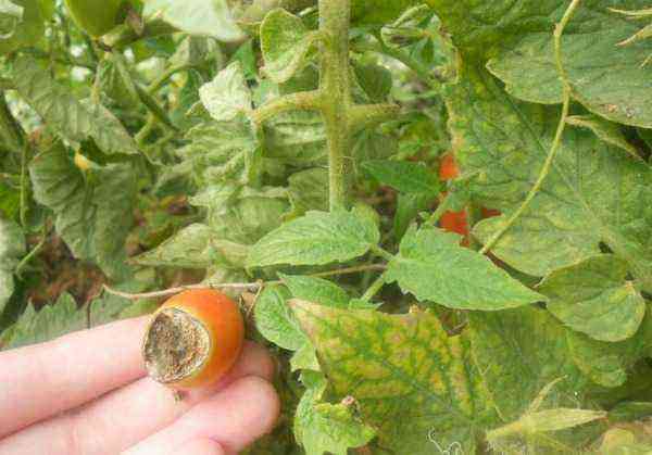 Tomato diseases – description with photo, methods of treatment