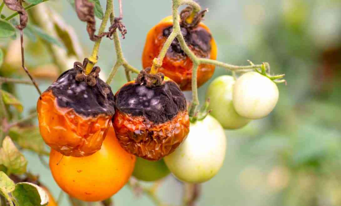 Tomato with symptoms of late blight, caused by the fungus Phytophthora infestans