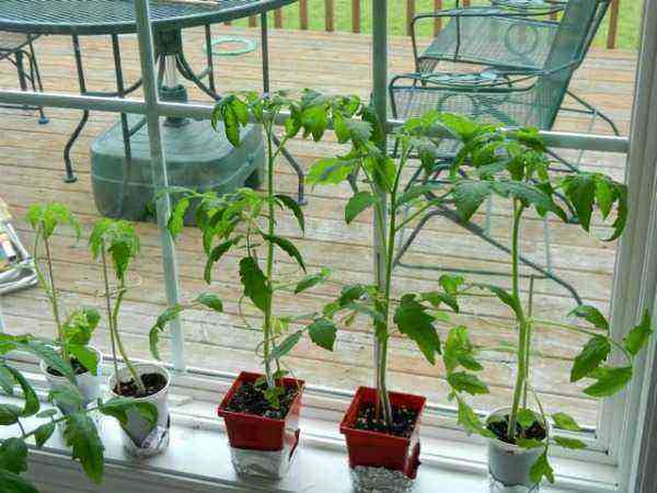 Tomato seedlings have outgrown what to do
