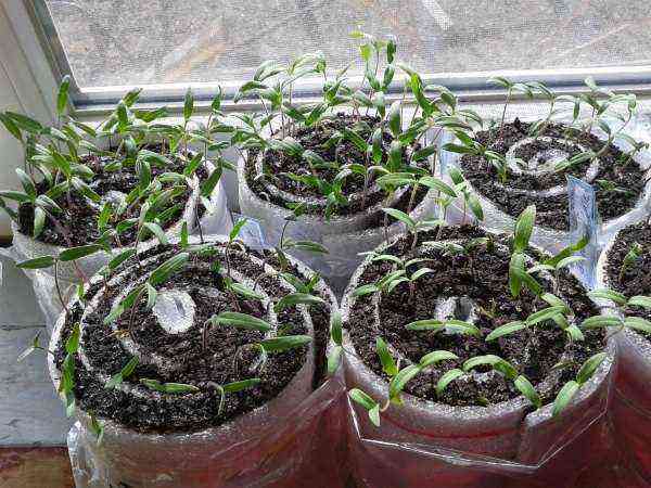 Tomato seedlings in “snails”