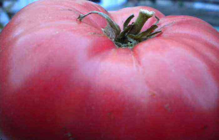 Tomato variety “Bull forehead”: unpretentious hero