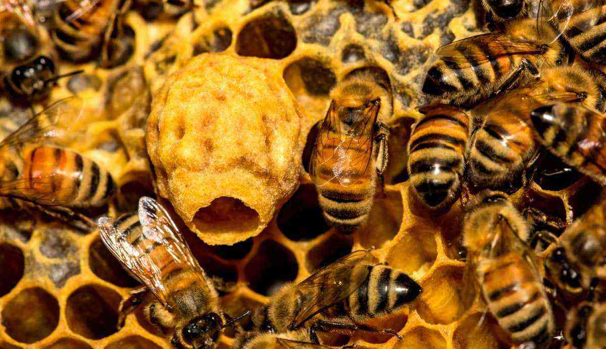 Types of bees: see the main ones and their characteristics