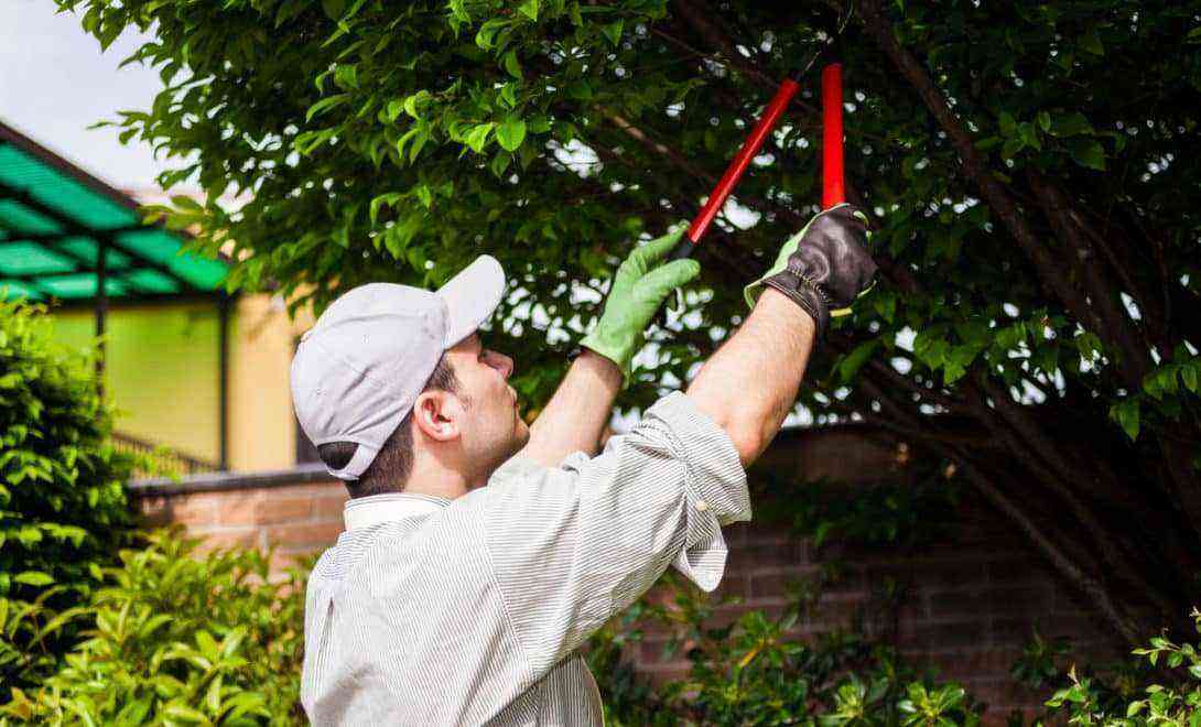 Gardener performing training pruning