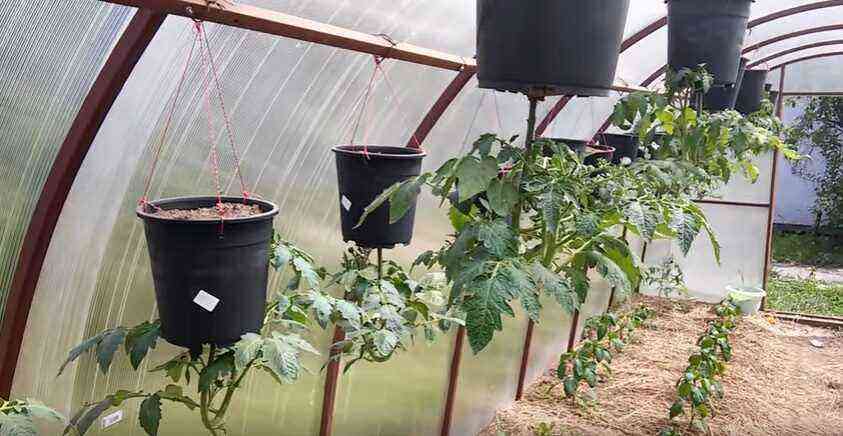 Growing tomatoes upside down in buckets