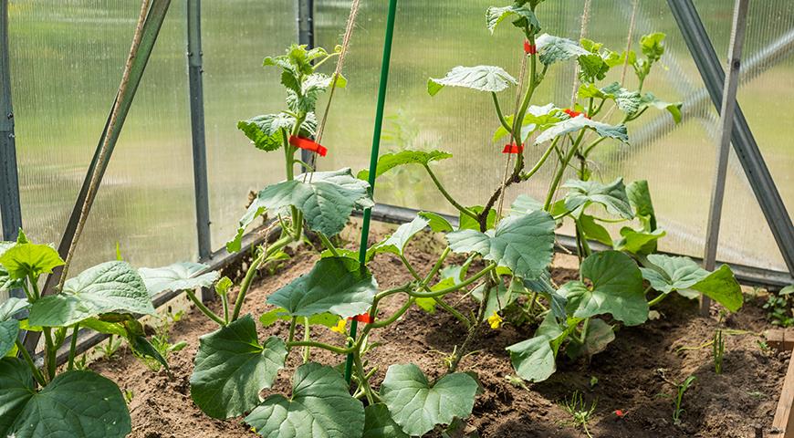Varieties of cucumbers for planting in a greenhouse and open ground: how to choose the right variety of cucumbers so as not to be disappointed