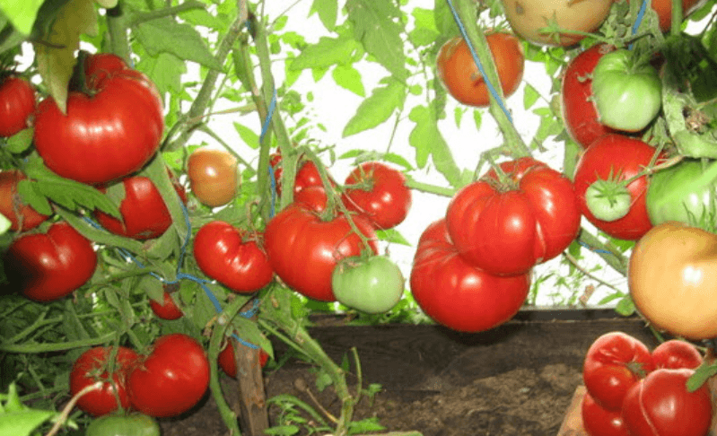 Varieties of large fleshy and very early tomatoes for open ground