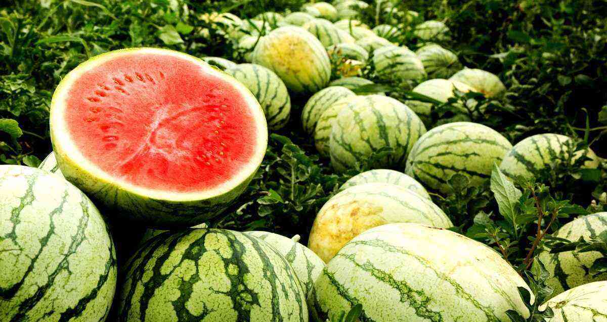 Watermelon: check out the types that are most produced