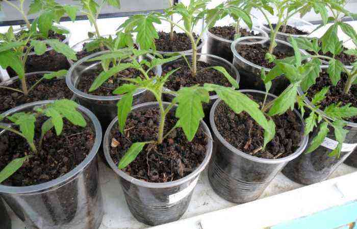 We grow tomato seedlings using the Chinese method and get an excellent result