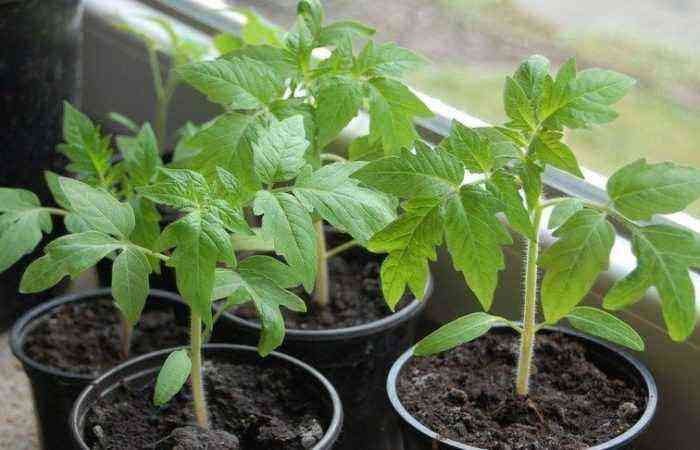 We save time and effort when planting tomatoes – the pros and cons of growing seedlings without picking