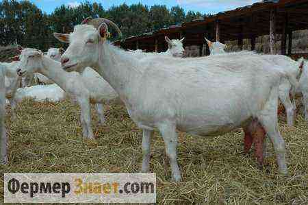 What breed of goat is better to buy: advice to a novice farmer