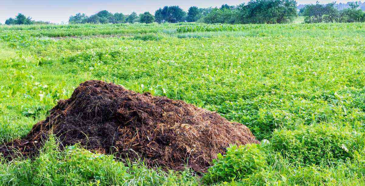 Manure as organic fertilizer in plantation