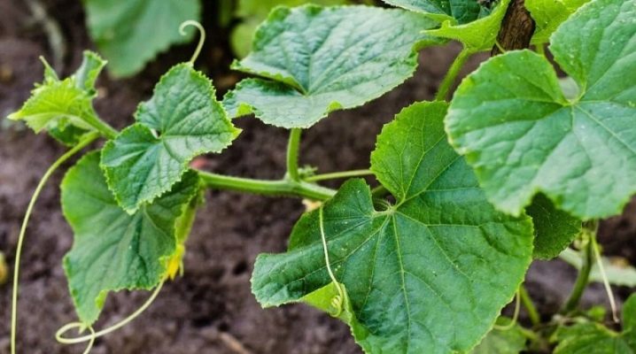 What to do if cucumbers do not bloom?