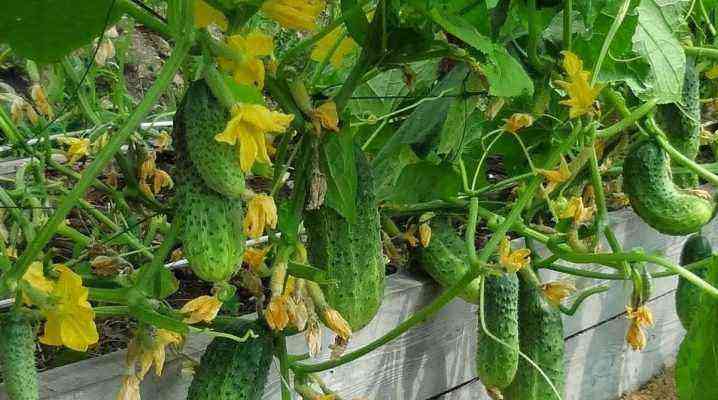 What to plant after cucumbers?