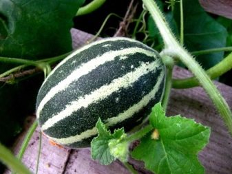 What to plant with cucumbers in a greenhouse and open field?