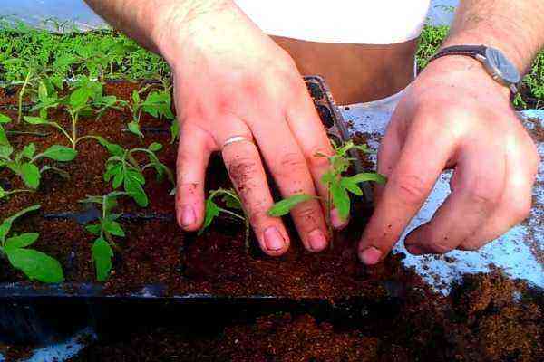 When and how to dive tomato seedlings