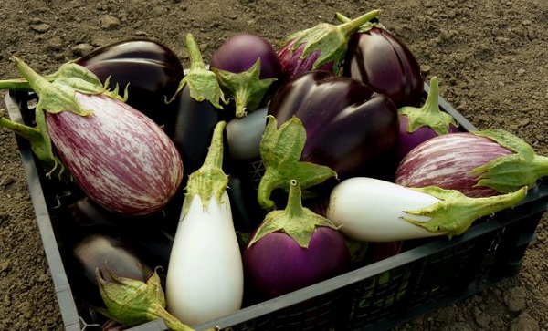 Eggplant harvest in a basket