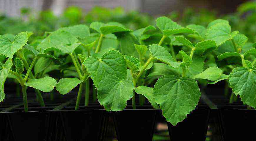 When to plant cucumbers for seedlings and in the ground in 2021, the lunar and folk calendars will help you