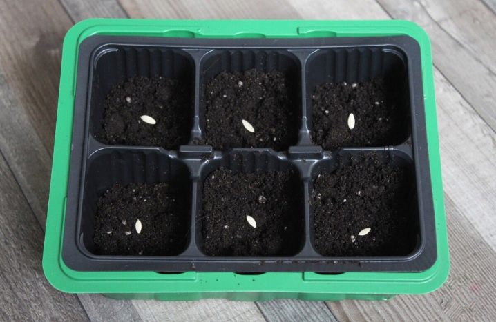 When to plant cucumbers?