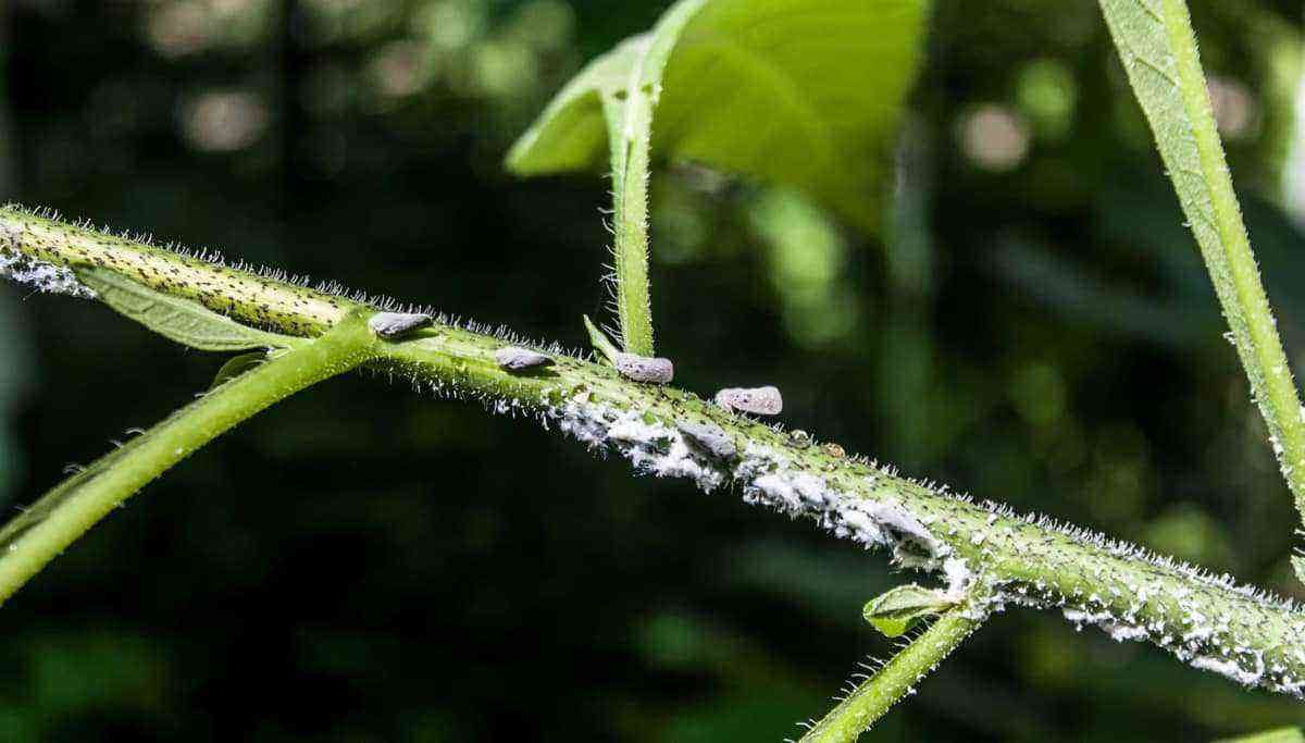 Whitefly infested crop
