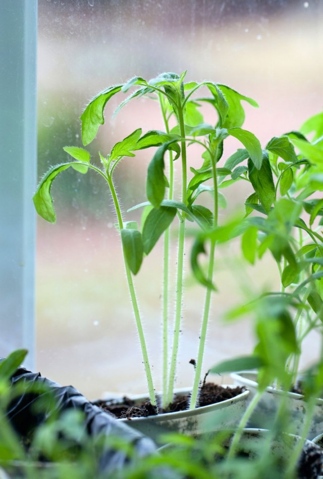 Pulling out tomato seedlings
