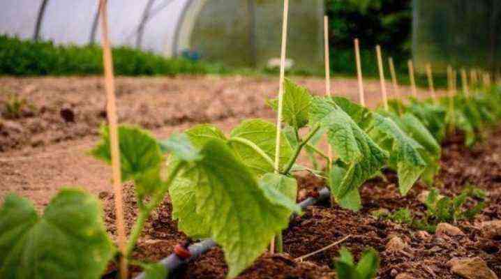Why cucumbers do not grow in a greenhouse and what to do?