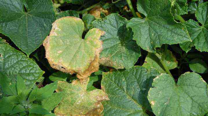 Why do cucumber leaves dry and what to do about it?