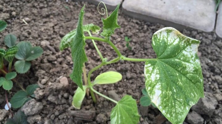 Why do cucumber leaves turn white and what to do?