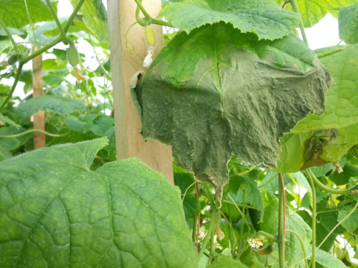 Why do cucumber leaves wither and what to do about it?