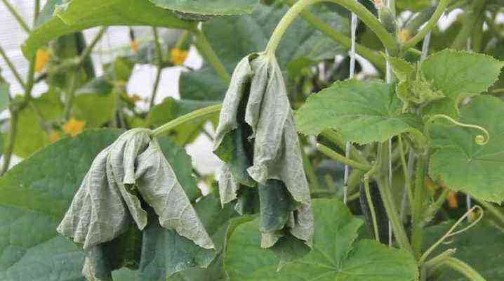 Why do cucumber leaves wither and what to do about it?