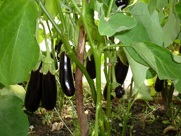 Eggplants in their garden
