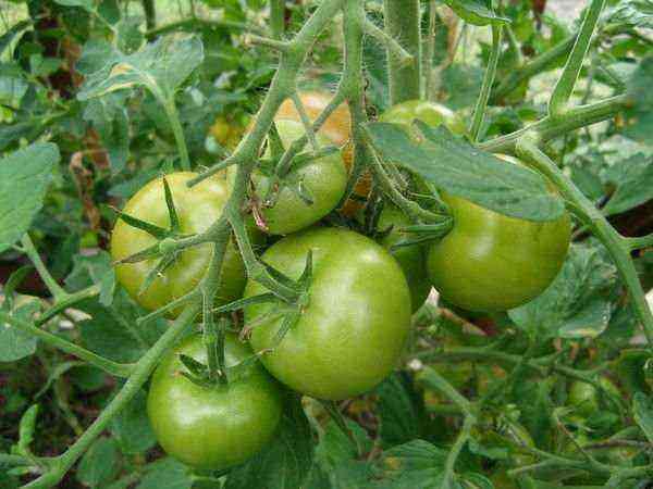 Why do tomatoes not turn red in the greenhouse
