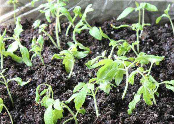 Why tomato seedlings do not grow well