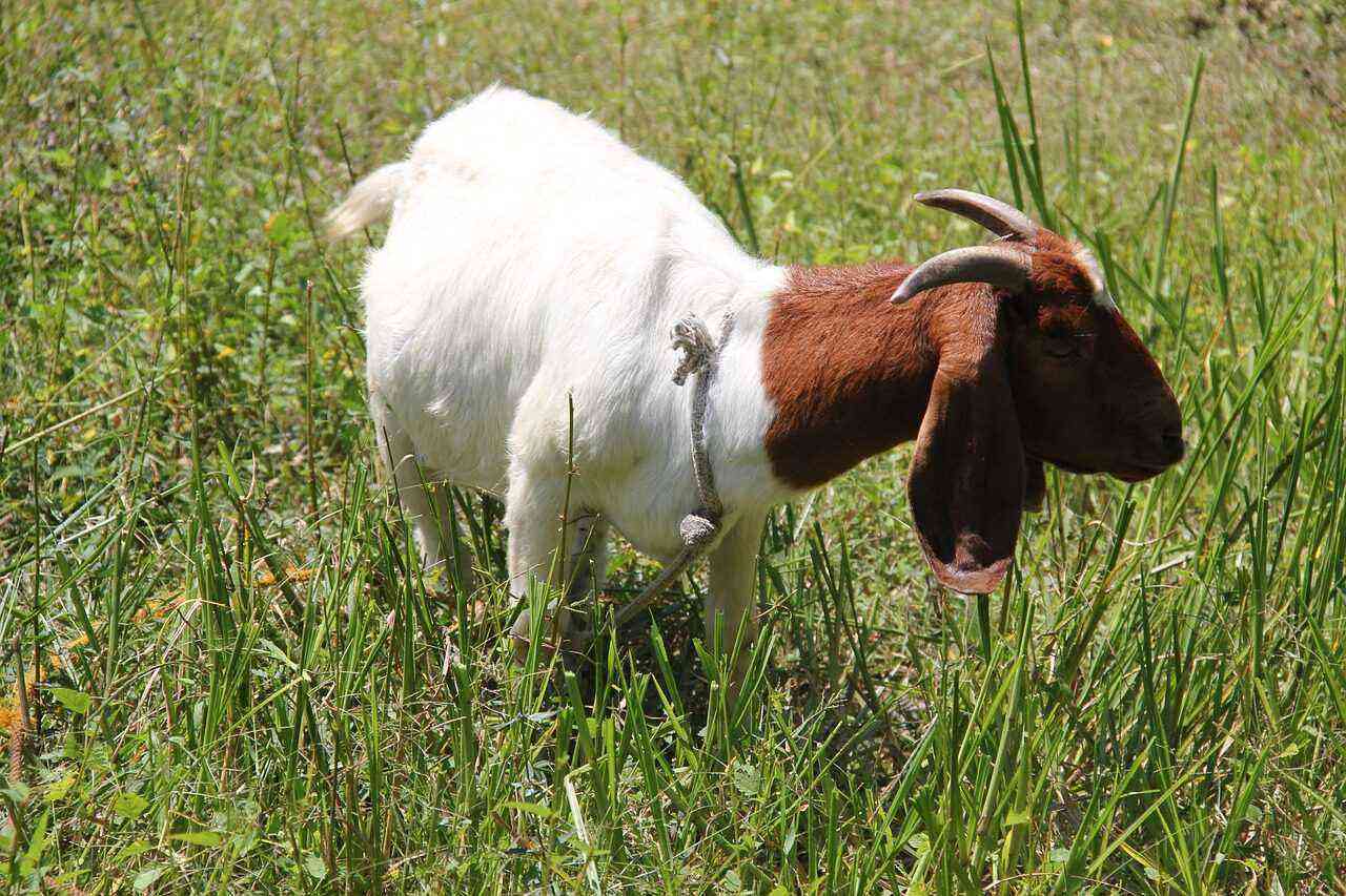 Advantages and disadvantages of breeding Boer goats