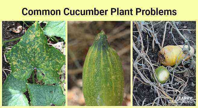 All major diseases and pests of cucumbers