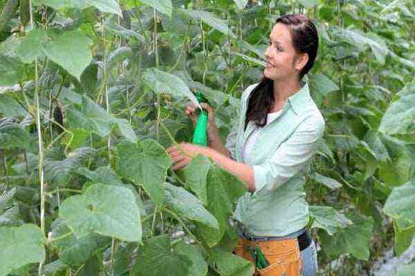 Boric acid for cucumbers: spraying for ovaries and harvest