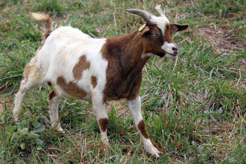 Characteristics And Features Of Myotonic Goats 