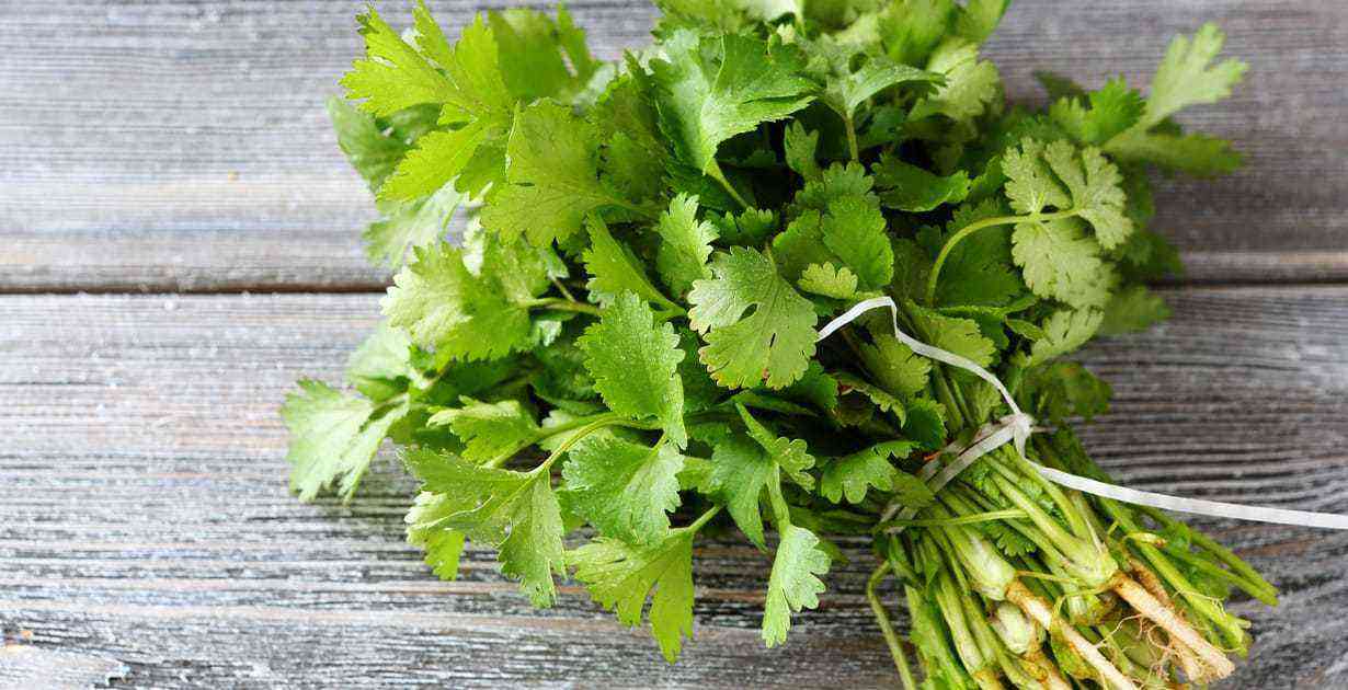 Coriander (cilantro) benefits and harms