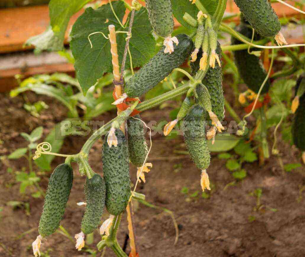 Cucumber time: we sow early-ripening bouquet-type hybrids for seedlings
