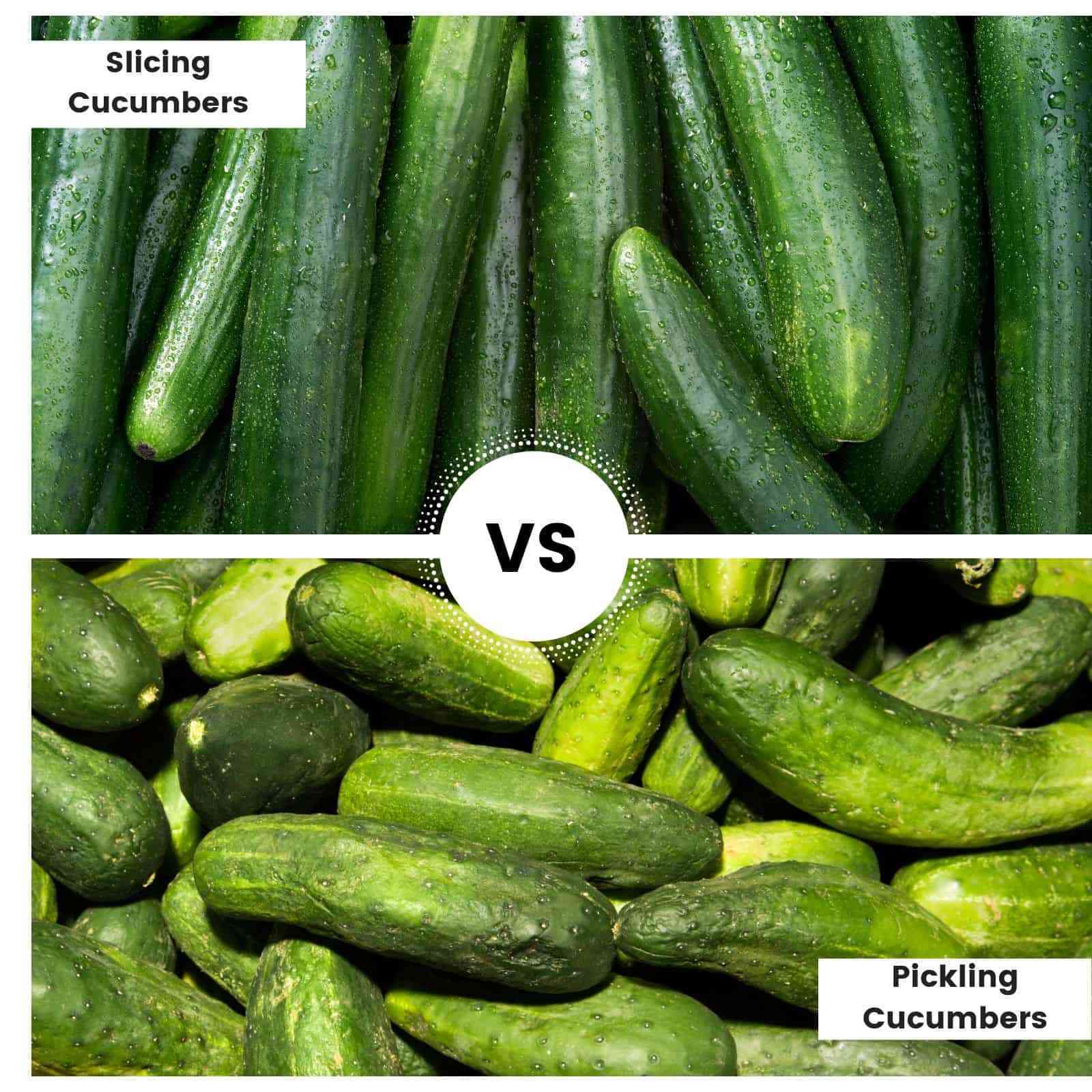 Cucumbers for pickling: 11 productive varieties