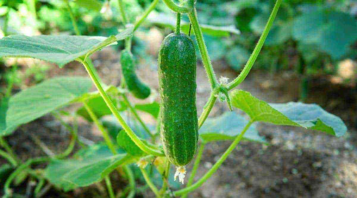 Cucumbers for the most impatient: 5 ultra-early varieties
