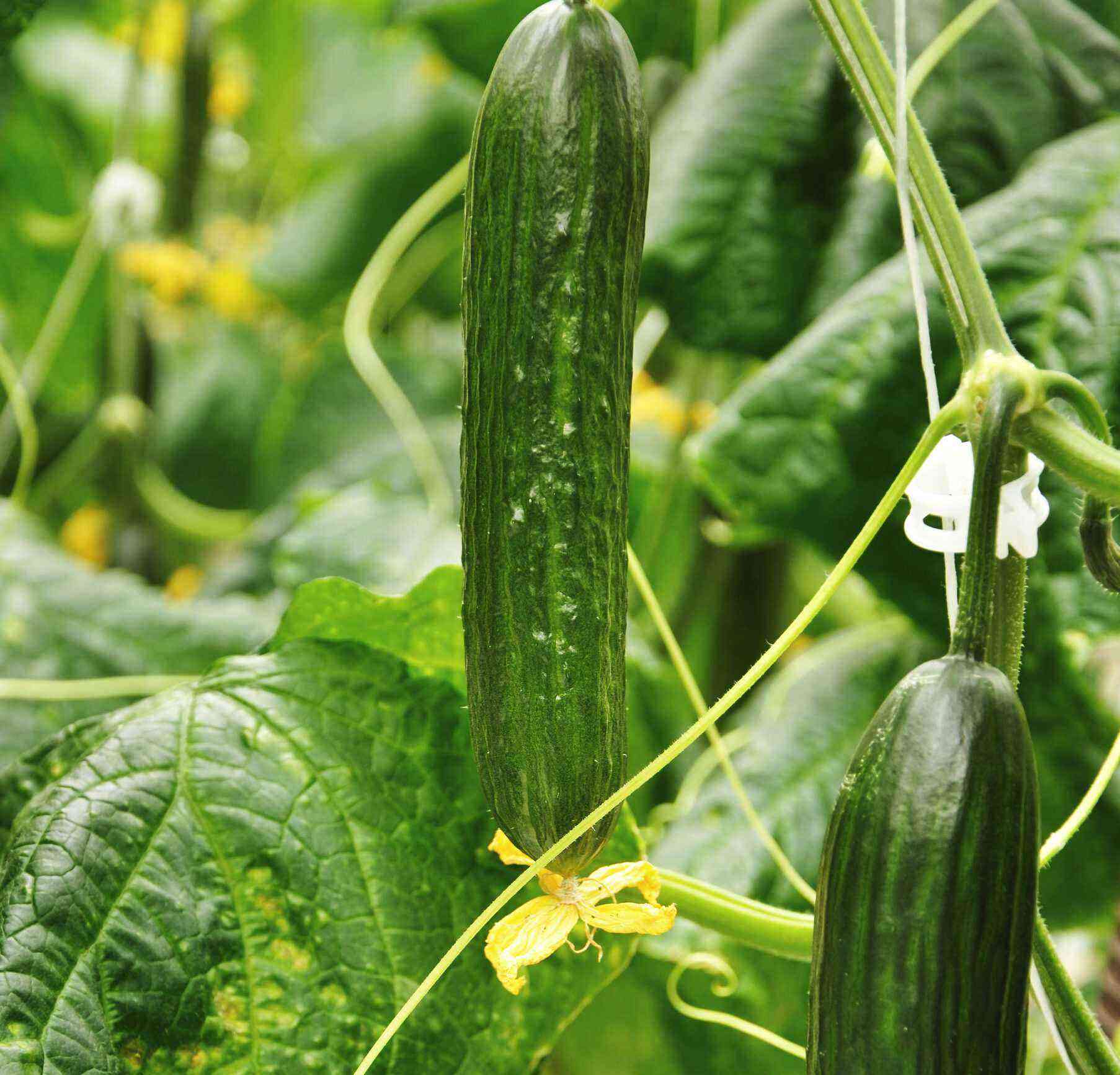 Cultivation of cucumbers in a greenhouse