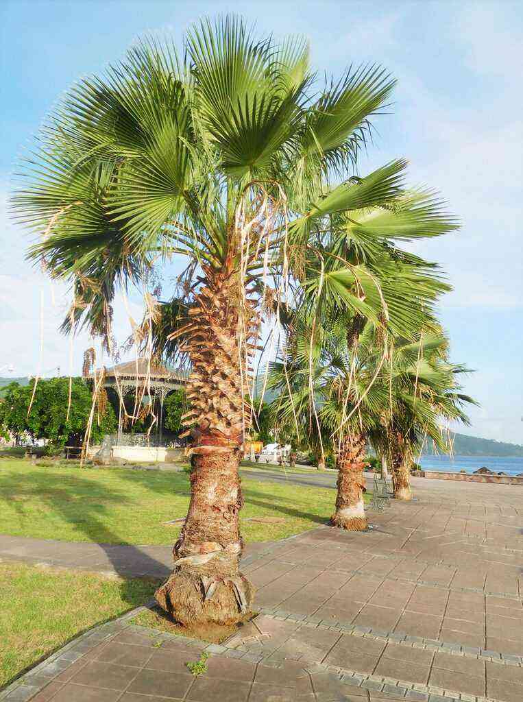 Cultivation of Washingtonia robusta or Mexican palm
