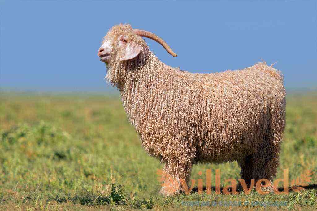 Angora goats and features of their cultivation