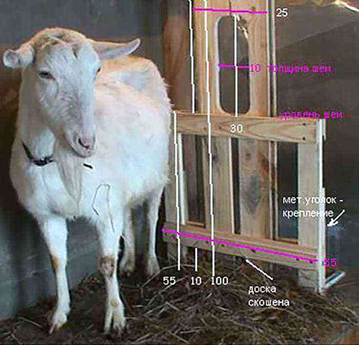Goat milking machine: buy or do it yourself?