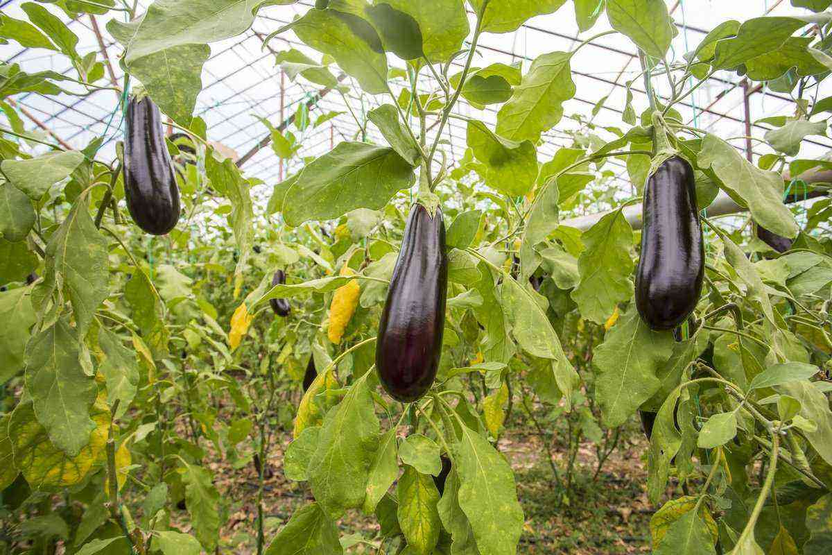 Eggplant in a greenhouse – growing rules and the best varieties