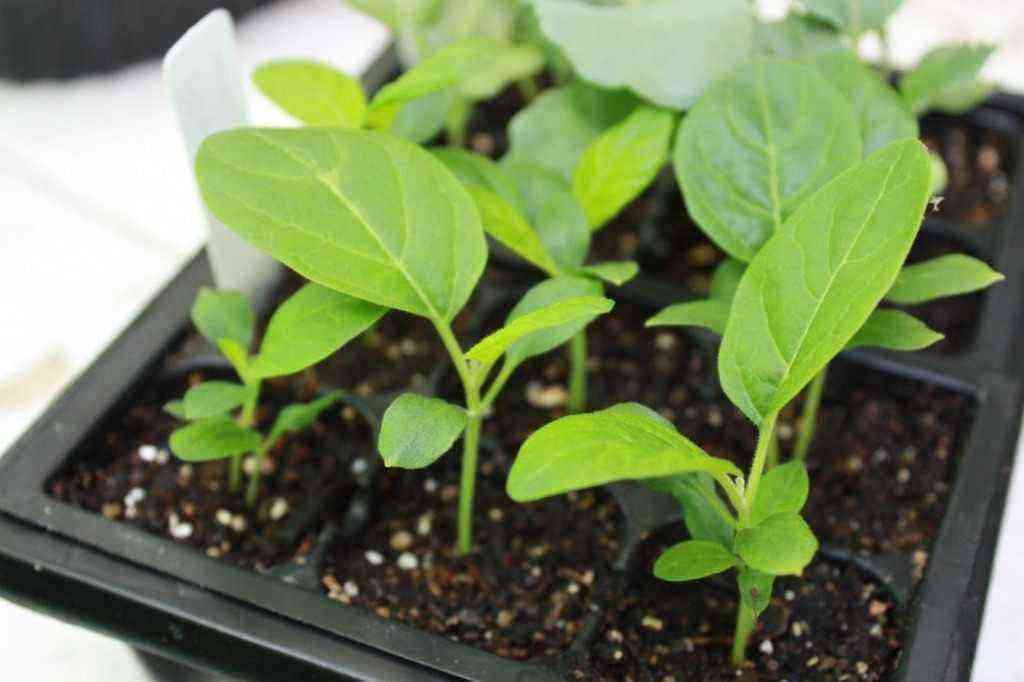 Growing eggplant seedlings