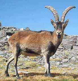 Mountain goats – description and classification