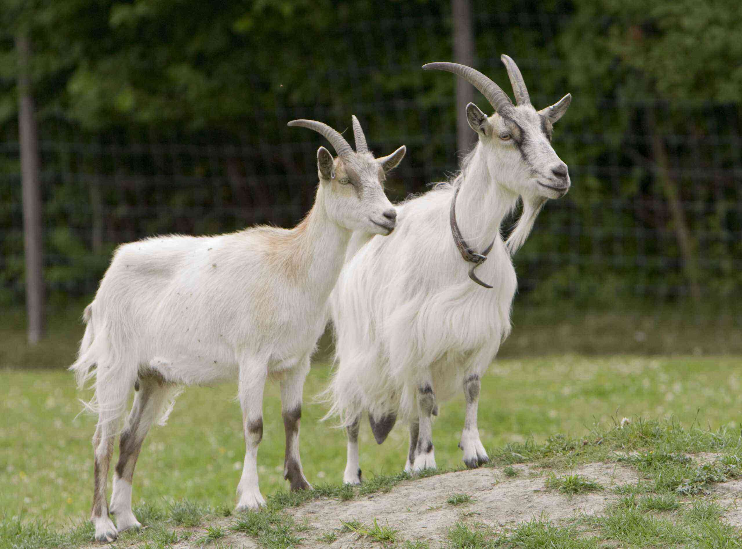Domestic goats